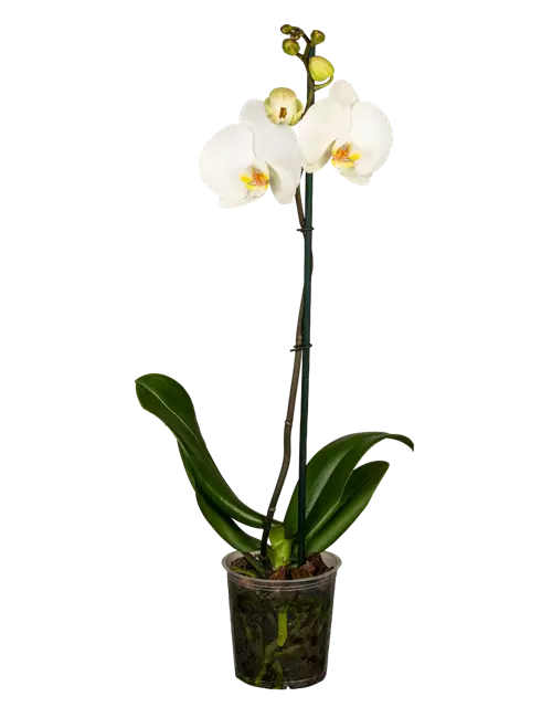 Orchidee weiß