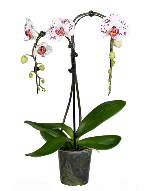 Orchidee Double Umbrella lila special