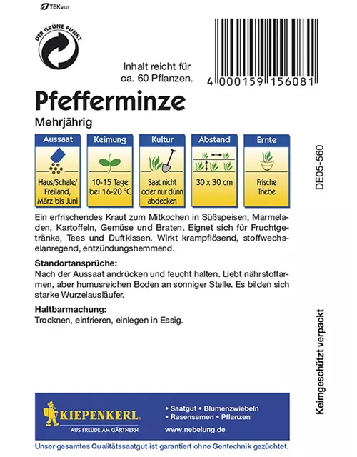 Pfefferminze Mehrjährig