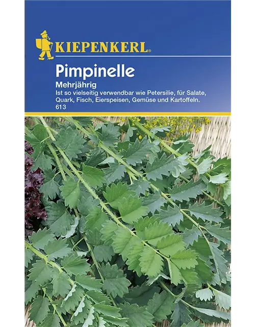 Pimpinelle Mehrjährig