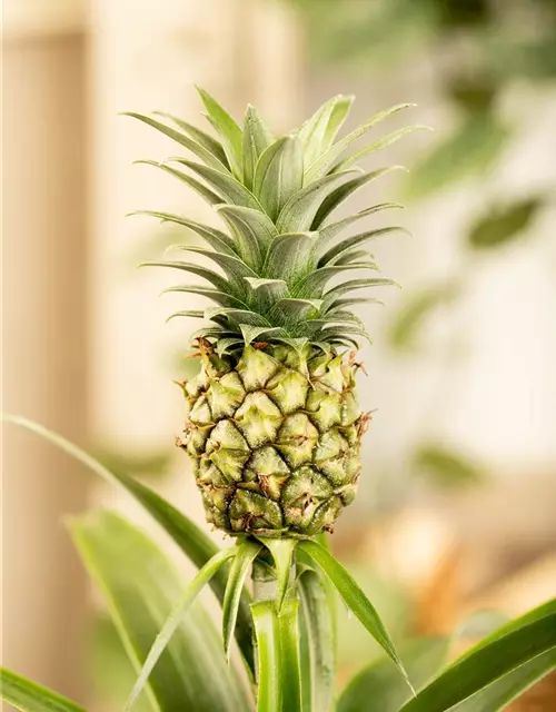 Zierananas