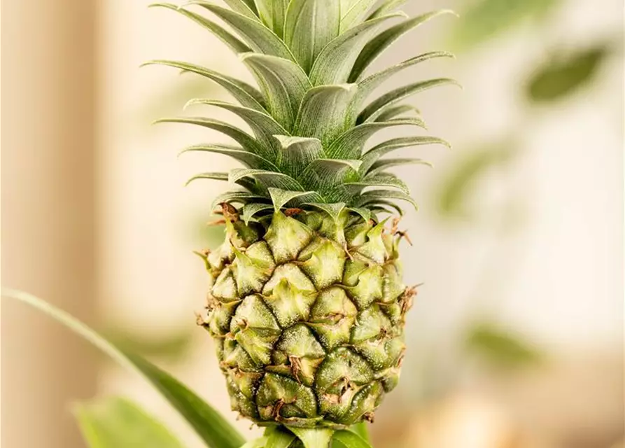 Zierananas