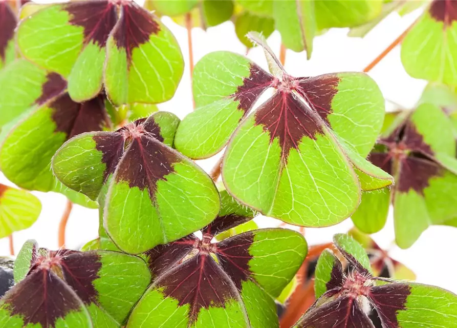 Oxalis deppei