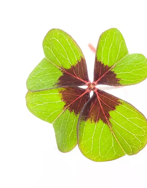 Oxalis deppei