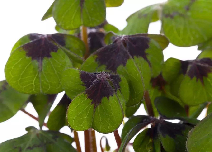 Oxalis deppei