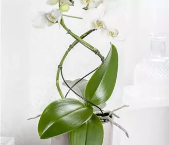 Orchideenstäbe