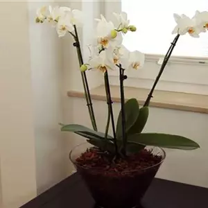 Orchidee - Einpflanzen in ein Gefäß