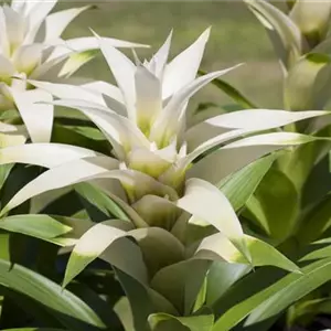 Bromelien, eine Leidenschaft für sich 