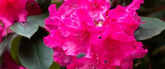 Rhododendronarten und -sorten – Die schönsten Kandidaten