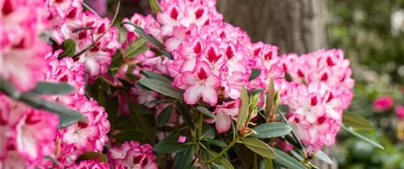 Rhododendronarten und -sorten – Die schönsten Kandidaten