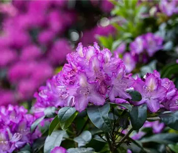 Rhododendron pflegen – So bleibt der Blütenstrauch gesund