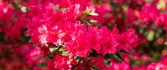 Rhododendron pflegen – So bleibt der Blütenstrauch gesund