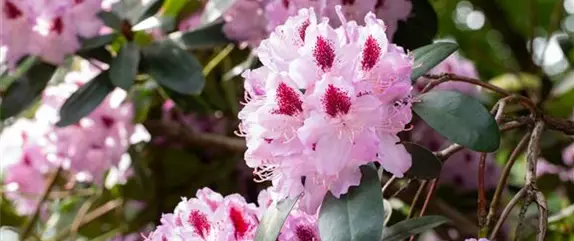 Rhododendron pflegen – So bleibt der Blütenstrauch gesund