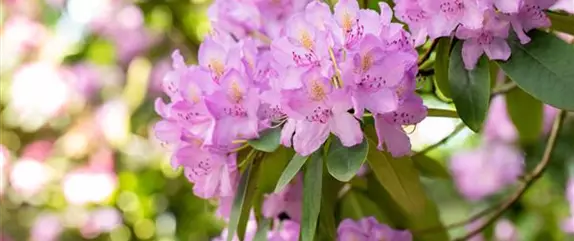 Rhododendron pflegen – So bleibt der Blütenstrauch gesund