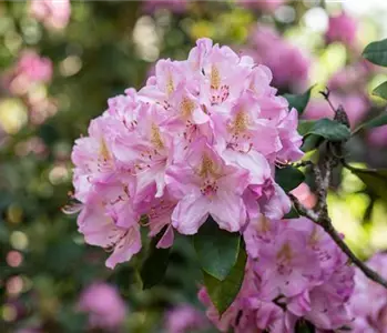 Rhododendron kaufen und den Garten bunt gestalten