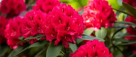 Rhododendron kaufen und den Garten bunt gestalten