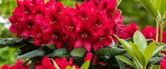 Rhododendron einpflanzen – So erstrahlt der Garten mit Blüten