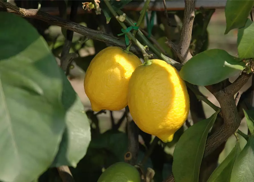 Zitronenbaum 'Citrus Limone', Ø 20 cm