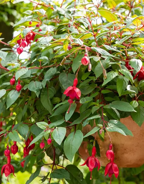 Fuchsia Hybride