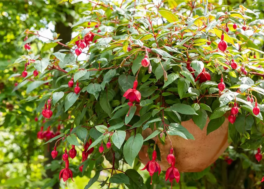 Fuchsia Hybride