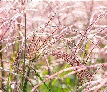 Gräser pflegen und dem Windspiel im Garten lauschen