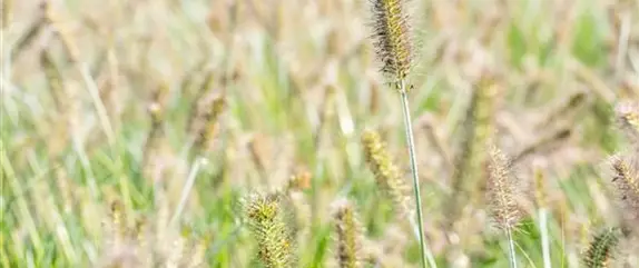 Gräser pflegen und dem Windspiel im Garten lauschen