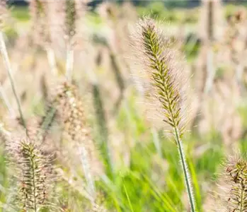 Gräser pflanzen leicht gemacht – So erstrahlt der Garten