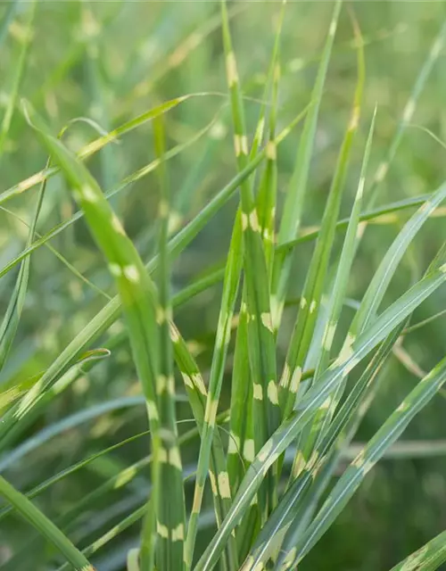 Miscanthus sinensis 'Zebrinus'