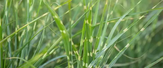 Gräser pflanzen leicht gemacht – So erstrahlt der Garten