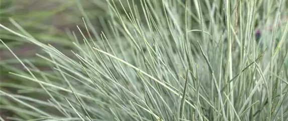 Gräser kaufen und den eigenen Garten einmalig gestalten