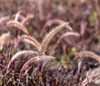 Gartengestaltung mit Gräsern – Jetzt wird’s bunt!