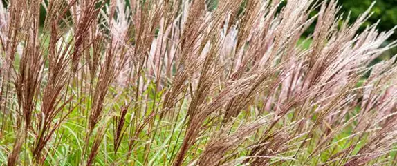 Gartengestaltung mit Gräsern – Jetzt wird’s bunt!