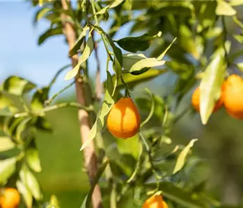 Ein mediterraner Garten und seine Gestaltungsmöglichkeiten