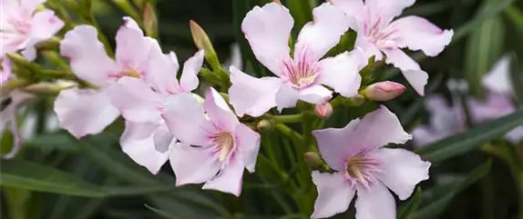 Ein mediterraner Garten und seine Gestaltungsmöglichkeiten