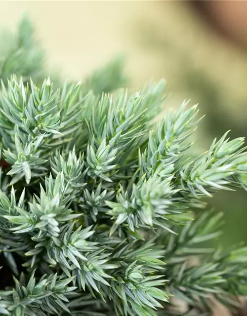 Juniperus communis