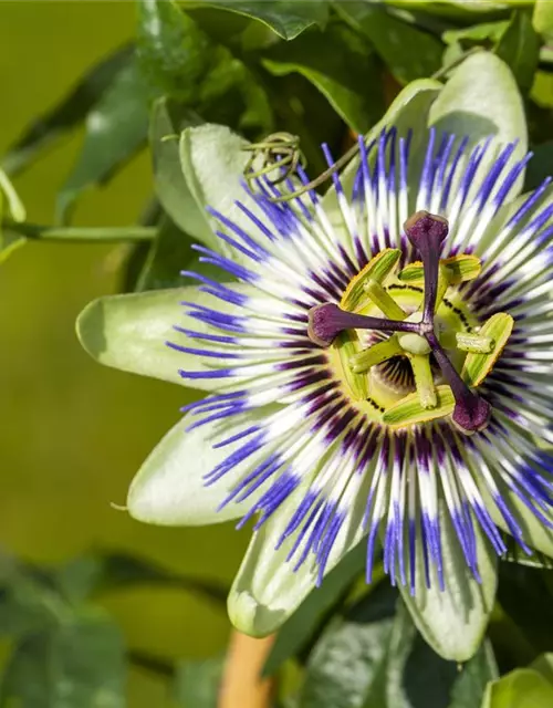 Passiflora caerulea