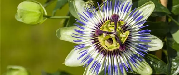 Ein mediterraner Garten und seine Gestaltungsmöglichkeiten