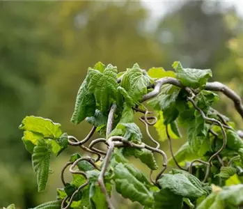 Beliebte Laubgehölze für den eigenen Garten