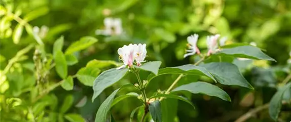 Beliebte Laubgehölze für den eigenen Garten