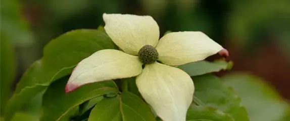 Beliebte Laubgehölze für den eigenen Garten