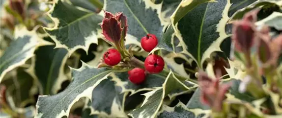 Beliebte Laubgehölze für den eigenen Garten