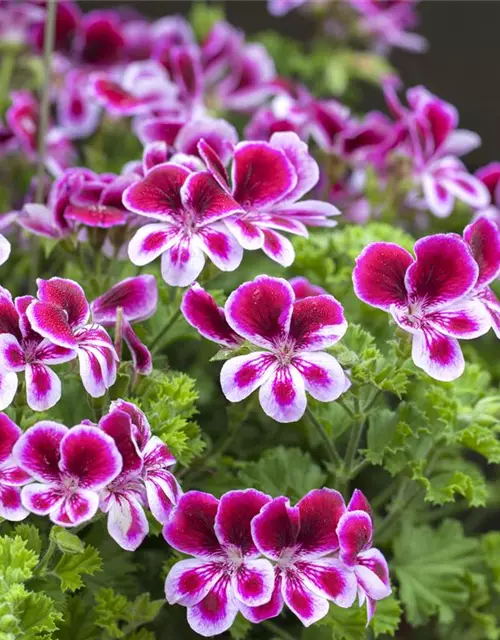 Pelargonium grandiflorum