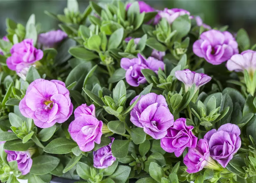 Calibrachoa, gefüllt