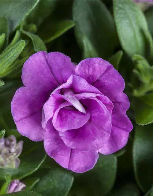 Calibrachoa, gefüllt