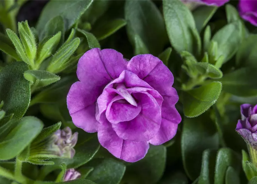 Calibrachoa, gefüllt