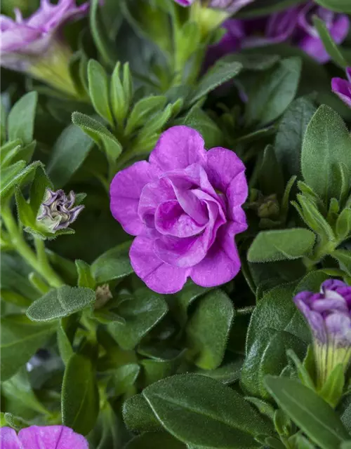 Calibrachoa, gefüllt