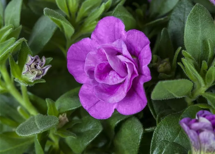 Calibrachoa, gefüllt