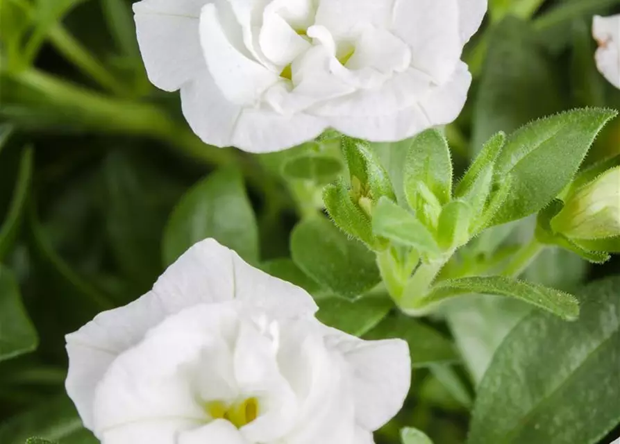 Calibrachoa, gefüllt