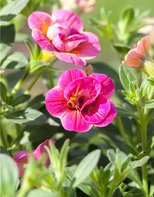 Calibrachoa, gefüllt