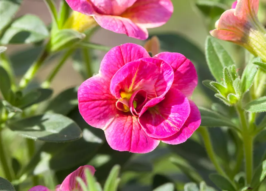 Calibrachoa, gefüllt